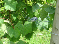 Vinařské spojky GRIPPLE
